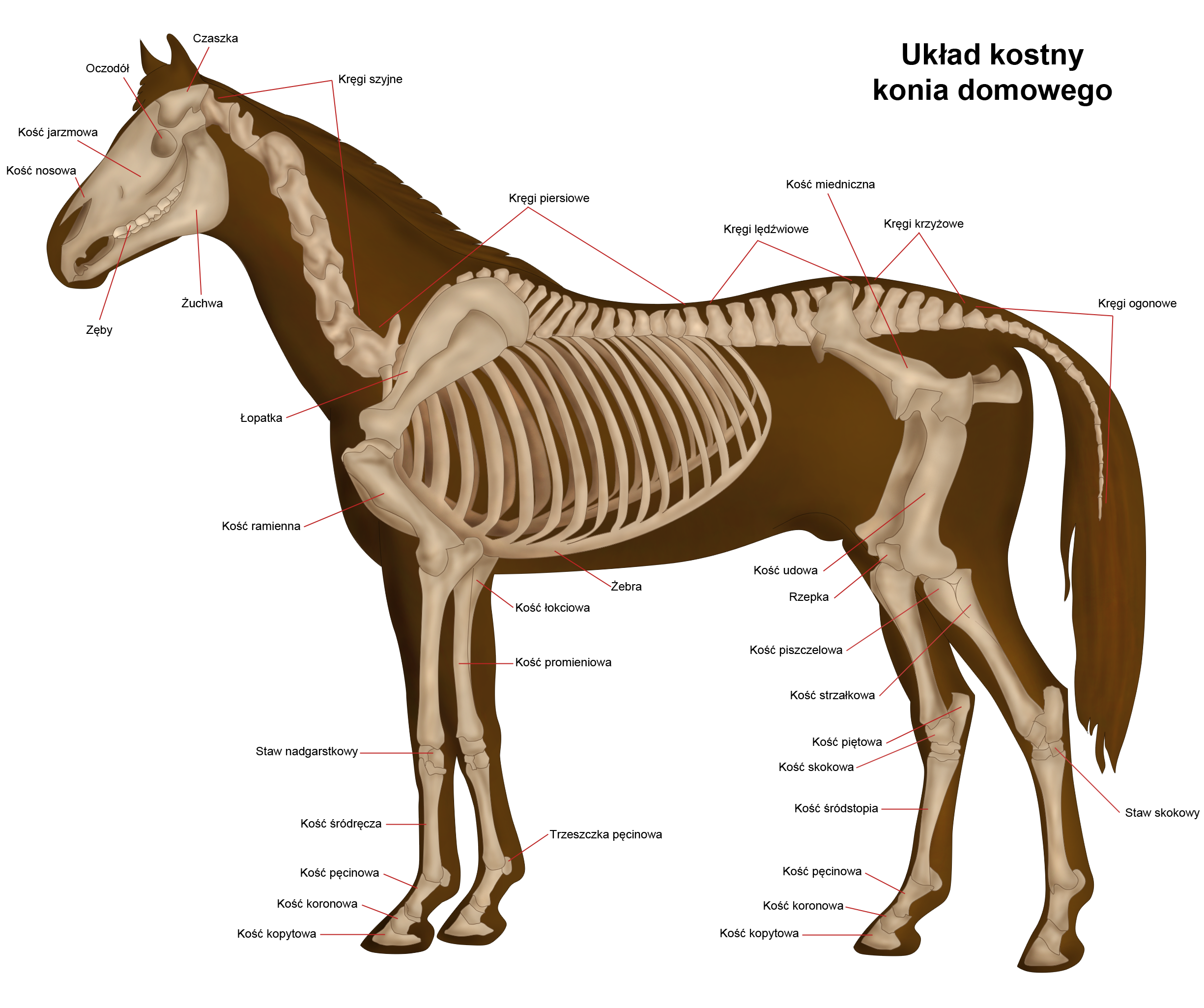 ukad anatomiczny